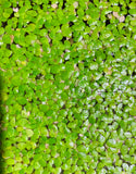 Giant Duckweed (Spirodela Polyrhiza)