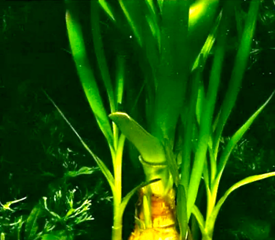 Crinum Thaianum live aquarium plant