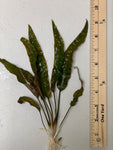 Cryptocoryne Usteriana