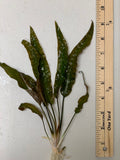 Cryptocoryne Usteriana