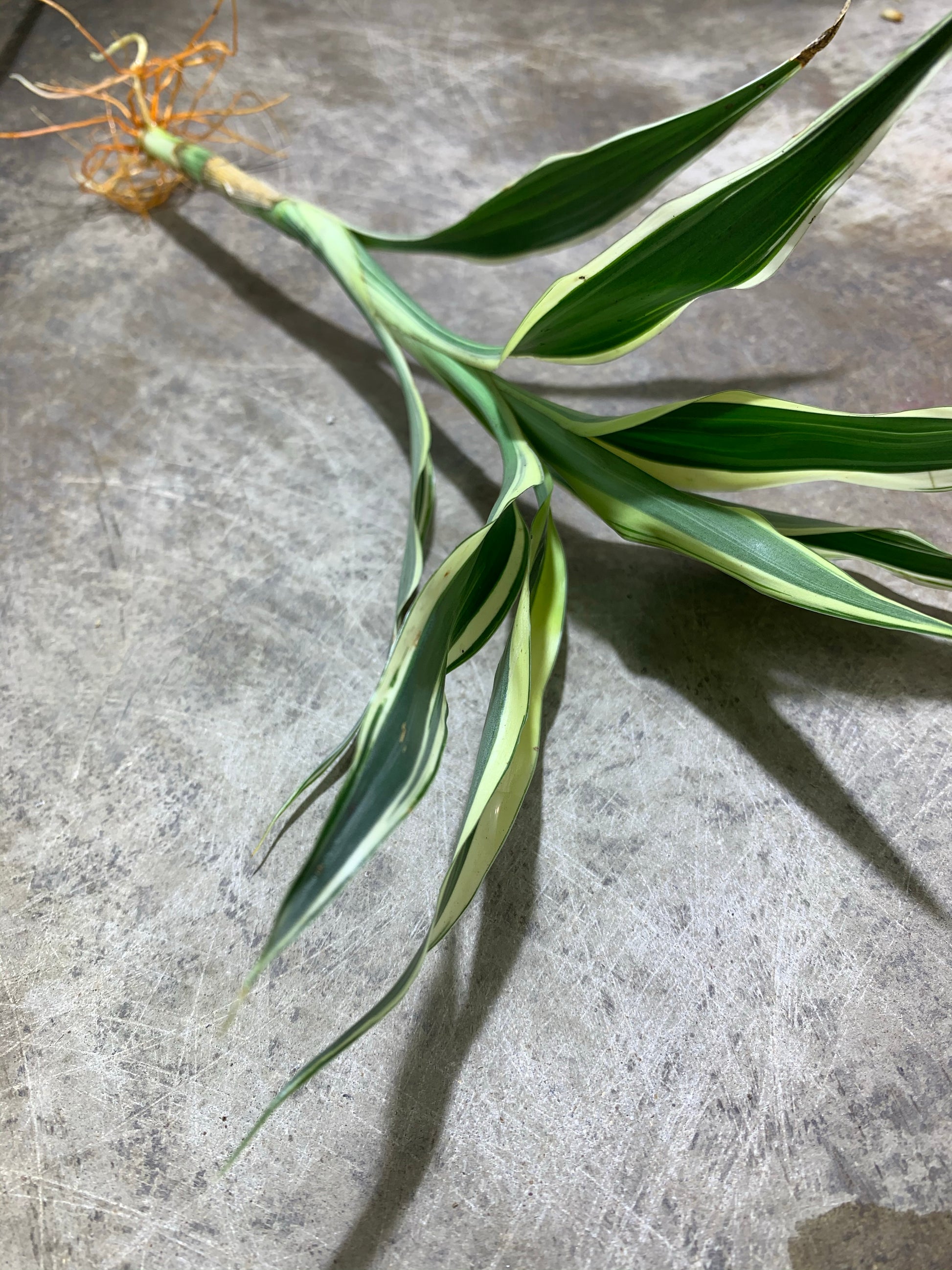 dracaena sanderiana twister Sanderiana Variegated (Dracaena Sanderiana)