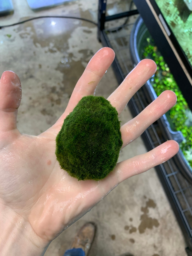 Marimo Moss Ball Aquarium