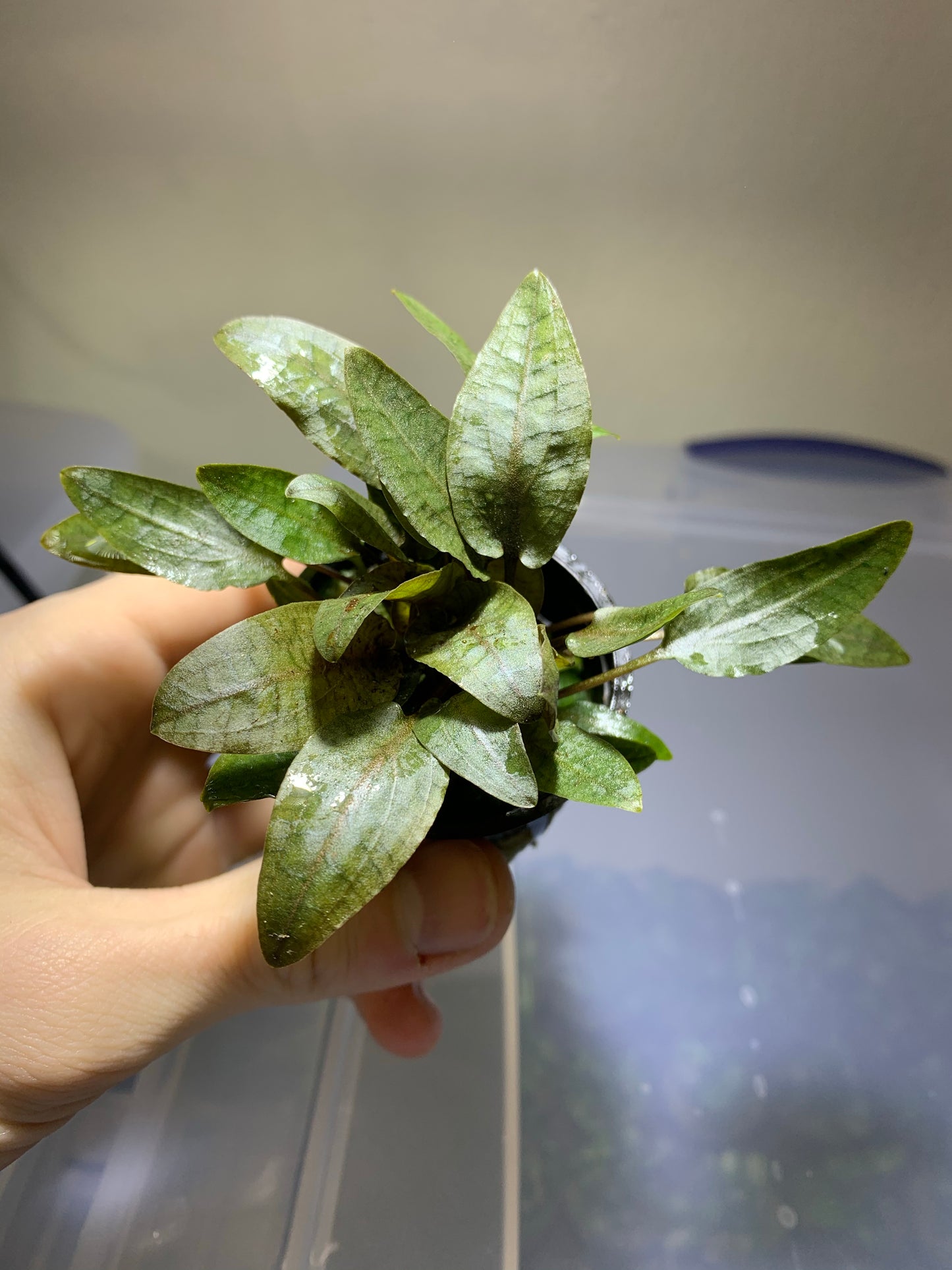 Cryptocoryne Wendtii Bronze Pot