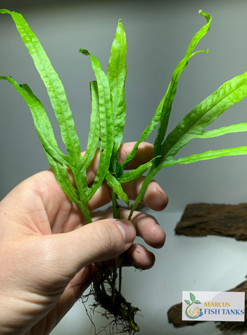 Java Fern Trident Microsorum Pteropus 'Trident' – MarcusFishTanks