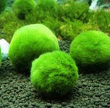 Marimo moss ball aquarium plant