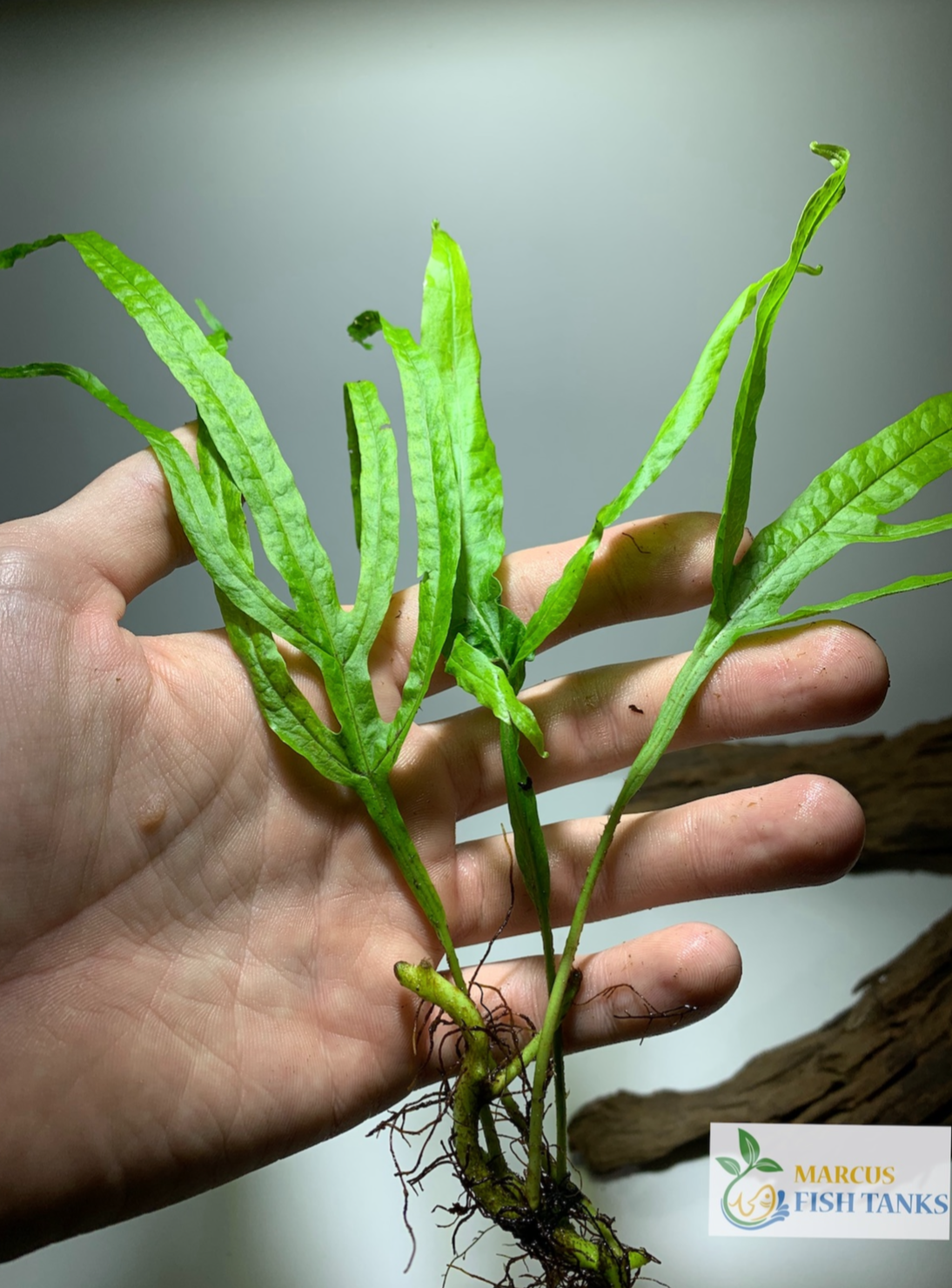 Java fern trident live aquarium plant