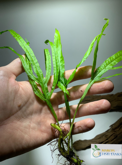 Java fern trident live aquarium plant