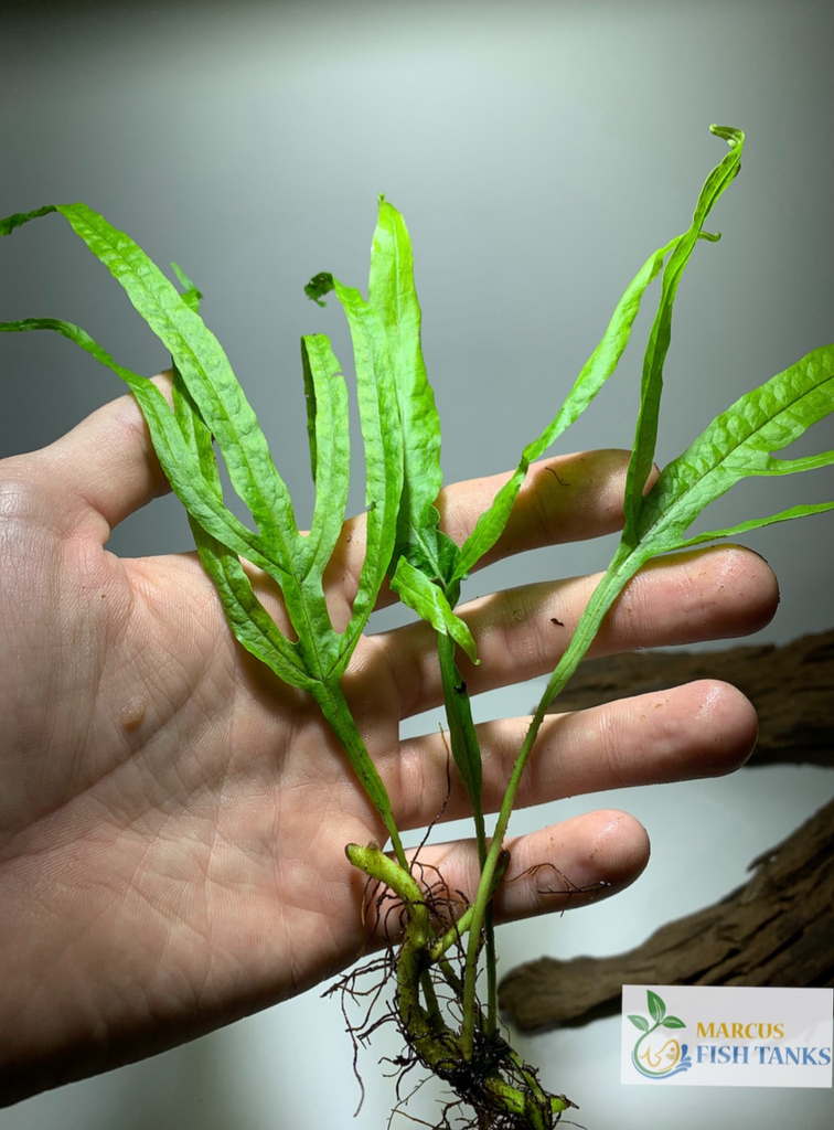 Java Fern Trident Microsorum Pteropus 'Trident' – MarcusFishTanks