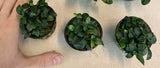 Anubias nana petite live aquarium plant