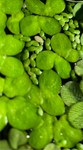 Giant Duckweed (Spirodela Polyrhiza)