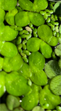 Giant Duckweed (Spirodela Polyrhiza)