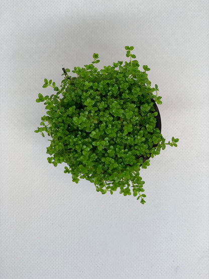 dwarf baby tears hemianthus callitrichoides live aquarium plant