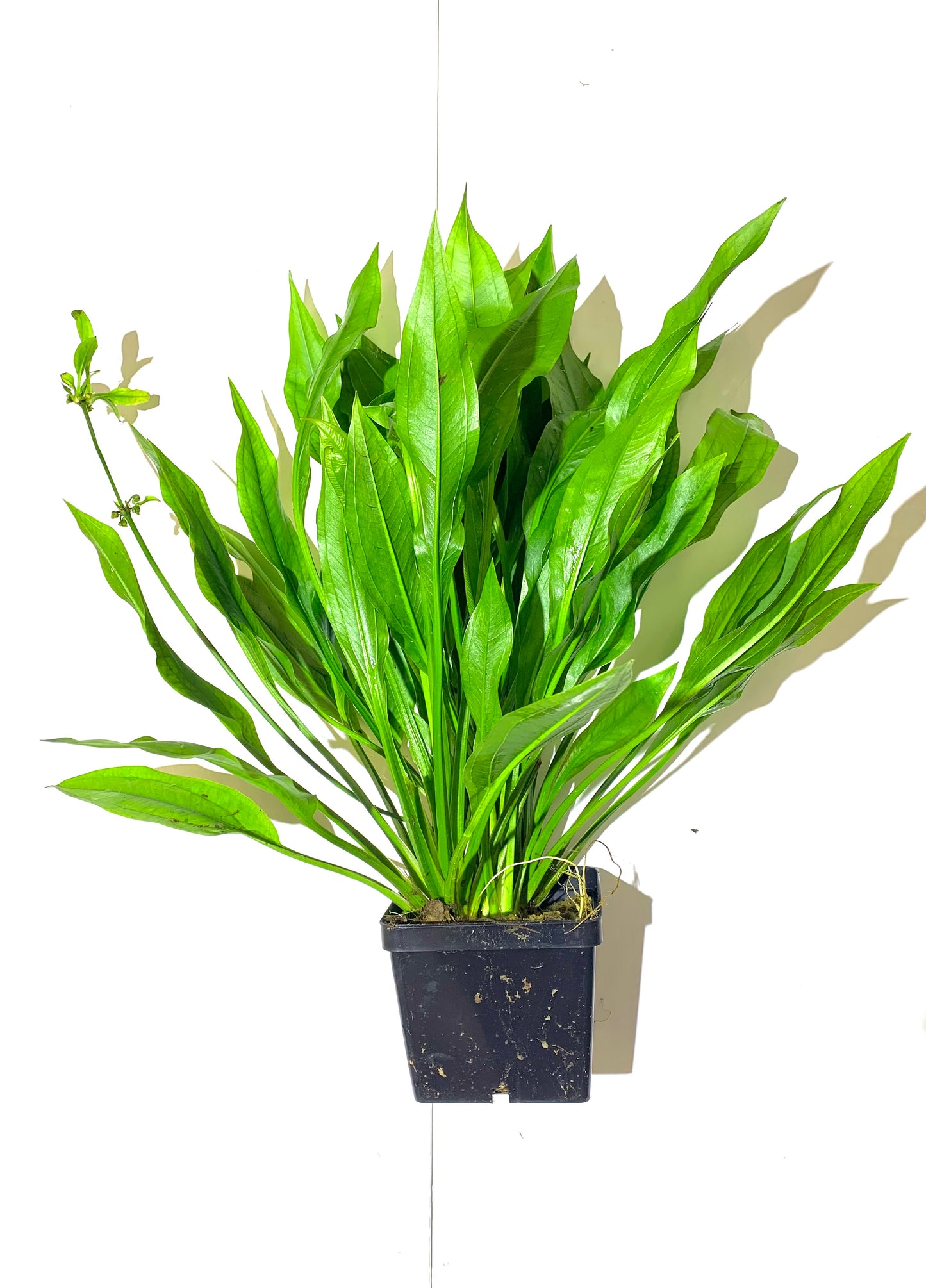 XL amazon sword mother plant