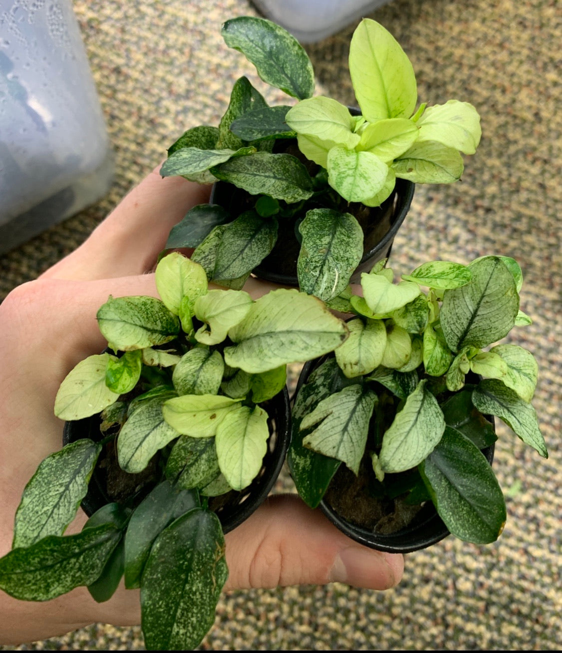 anubias nana pinto