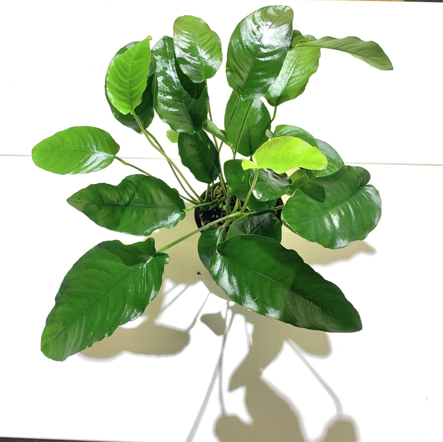 Anubias Barteri Mother Plant