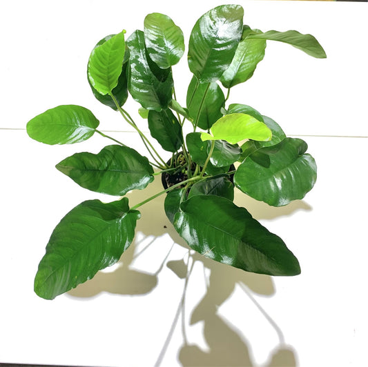 Anubias Barteri Mother Plant