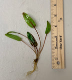 Cryptocoryne Wendtii Red Crypt Wendtii Red Bare Root