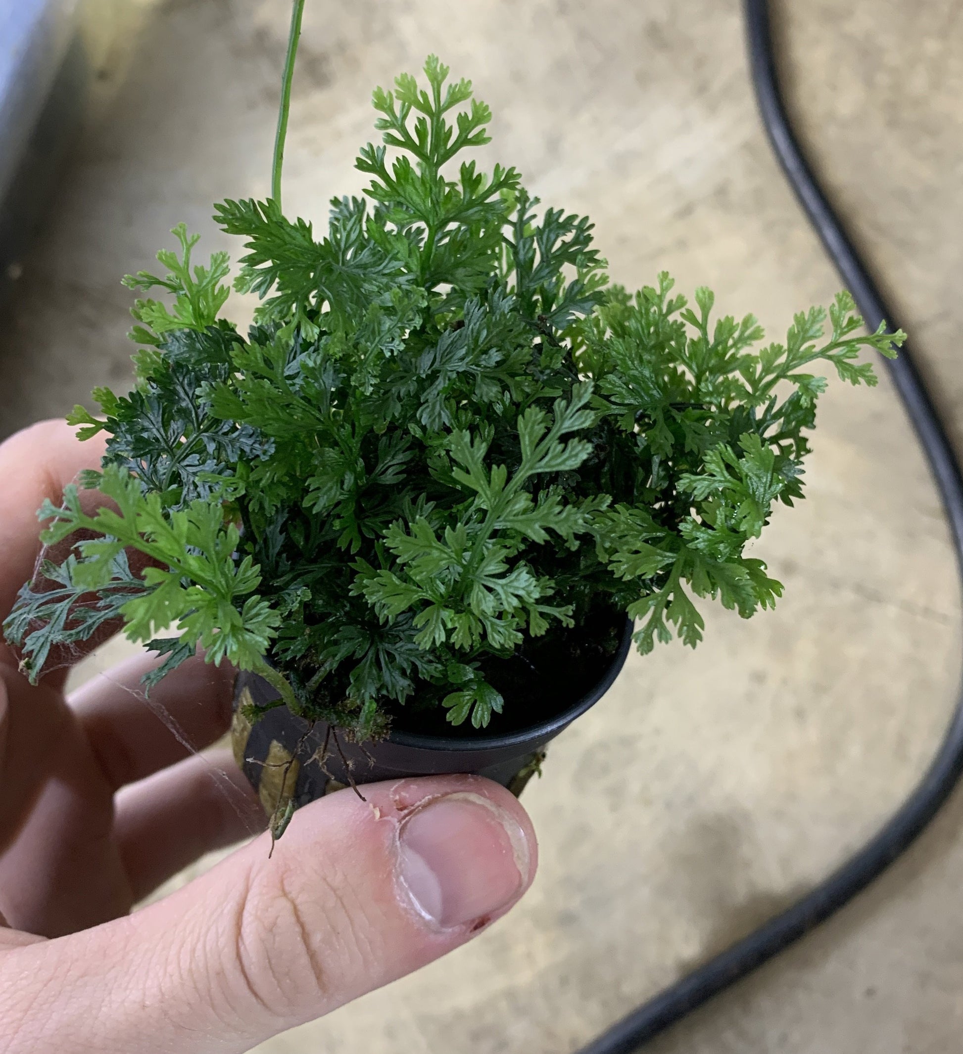 Mini Bolbitis fern live aquarium plant