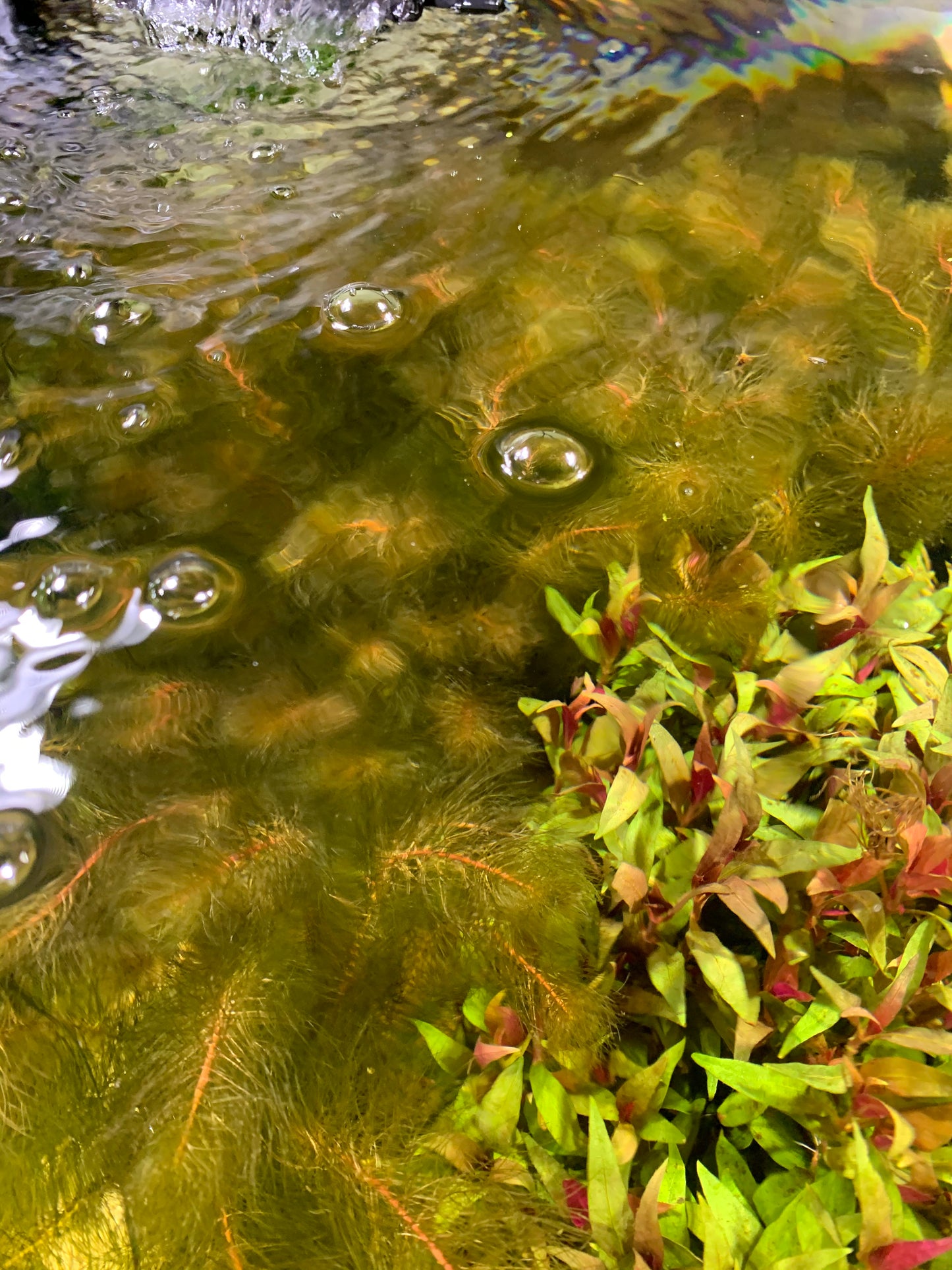 Red Myrio (Myriophyllum heterophyllum)