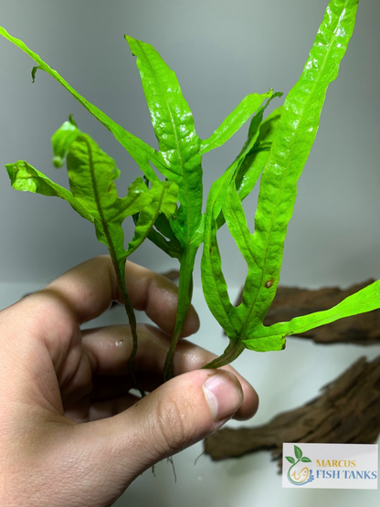 Java fern trident live aquarium plant