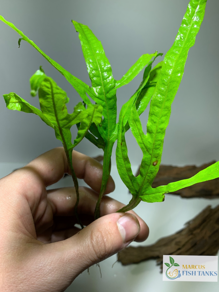 Java Fern Trident Microsorum Pteropus 'Trident' – MarcusFishTanks