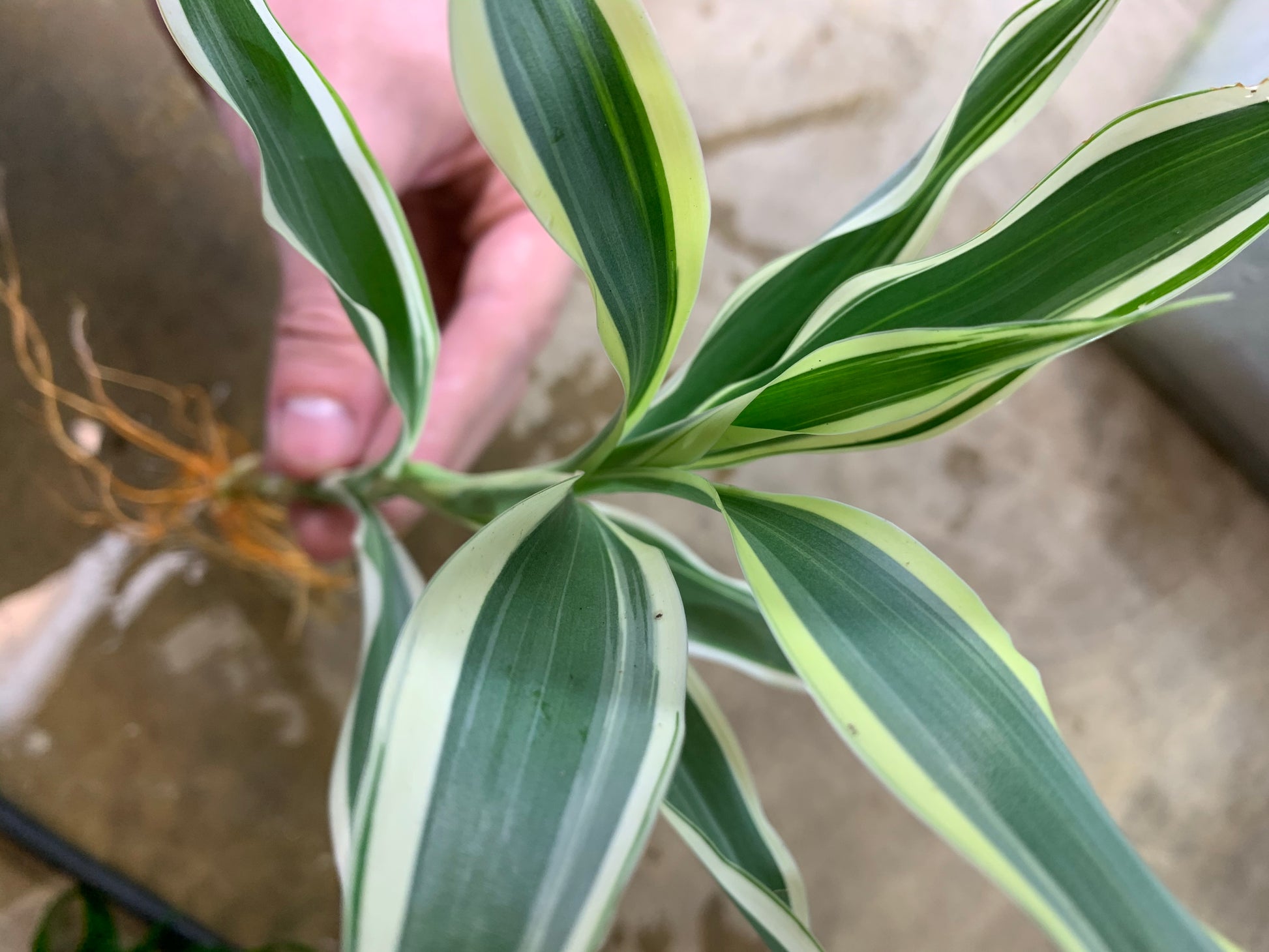striped dracaena plant Sanderiana Variegated (Dracaena Sanderiana) – MarcusFishTanks