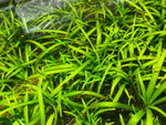 Dwarf Sagittaria subulata live aquarium plant