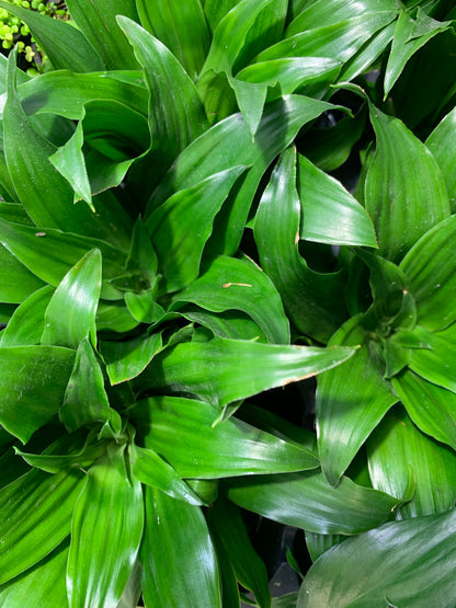 Dracaena Compacta Janet Craig 'Pineapple' Plant