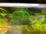 Moss ledge aquarium plant ledge suction cup plant ledge