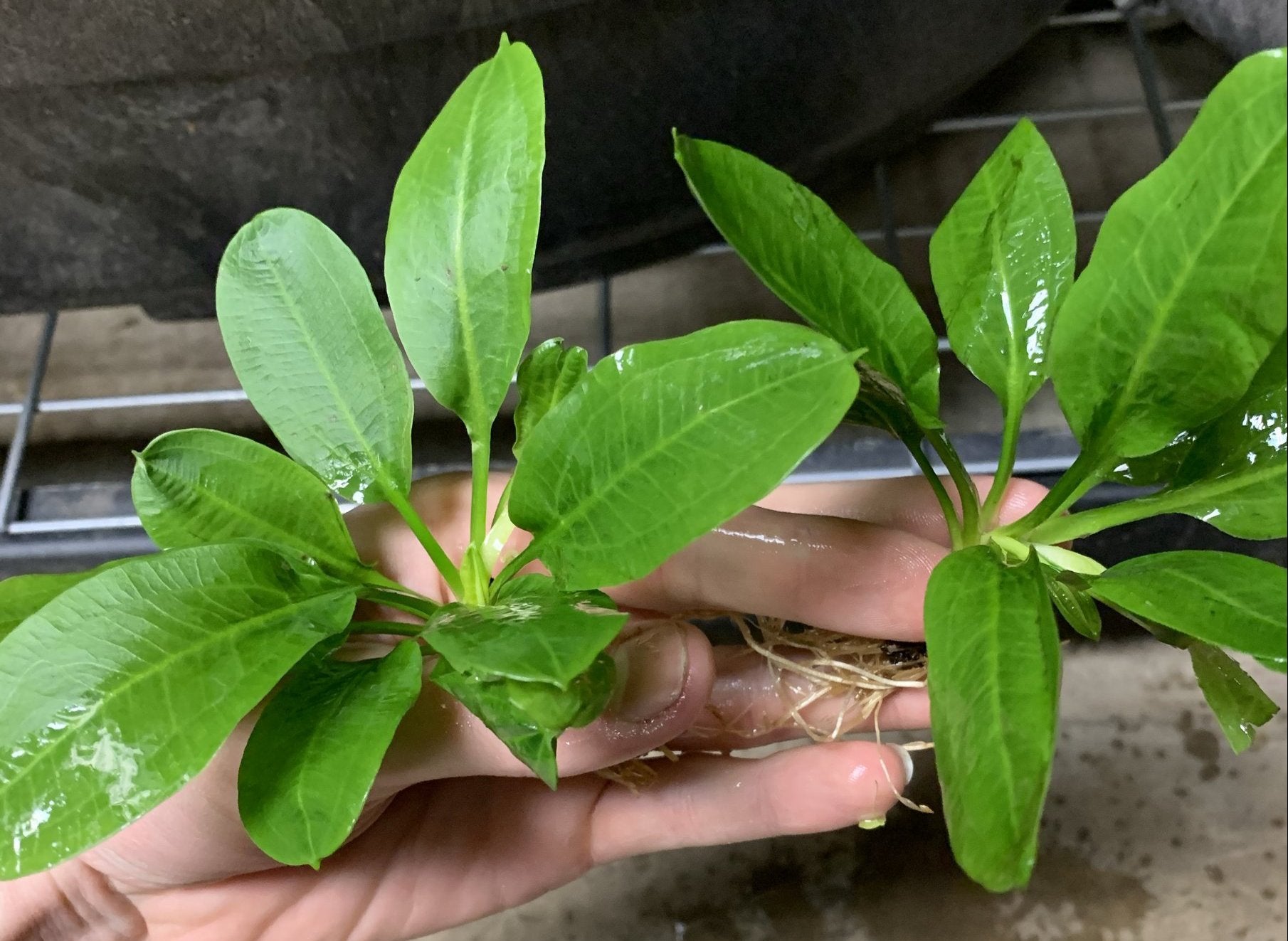 Echinodorus Rose Sword Plant – Freshwater Aquatic Live Plant In Pot, Beginner Friendly