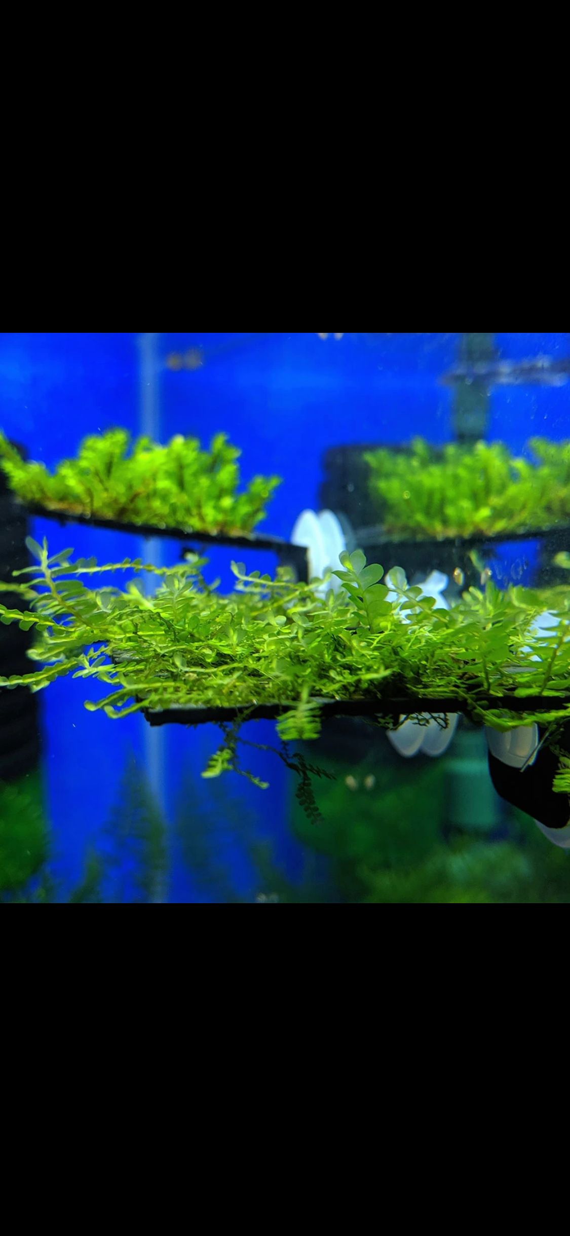 Moss ledge aquarium plant ledge suction cup plant ledge