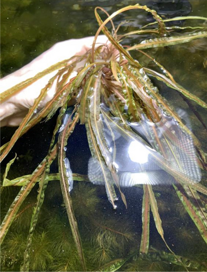 Cryptocoryne Balansae