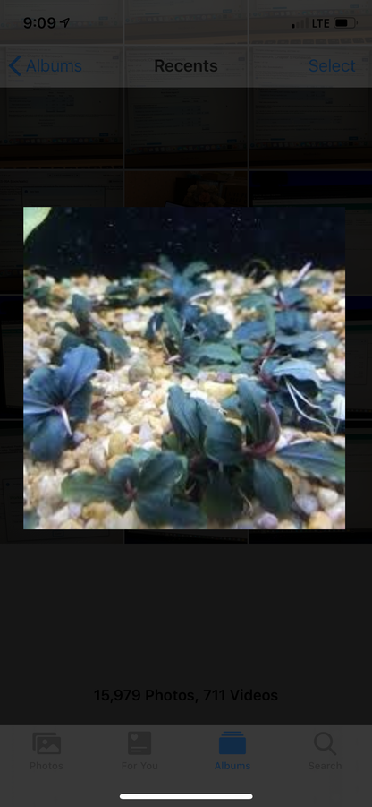 Bucephalandra Buce Brownie Ghost