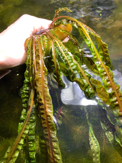 Cryptocoryne Balansae