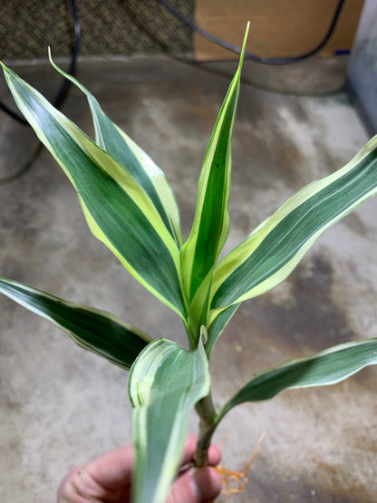 Sanderiana Variegated (Dracaena Sanderiana)