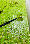 Giant Duckweed (Spirodela Polyrhiza)