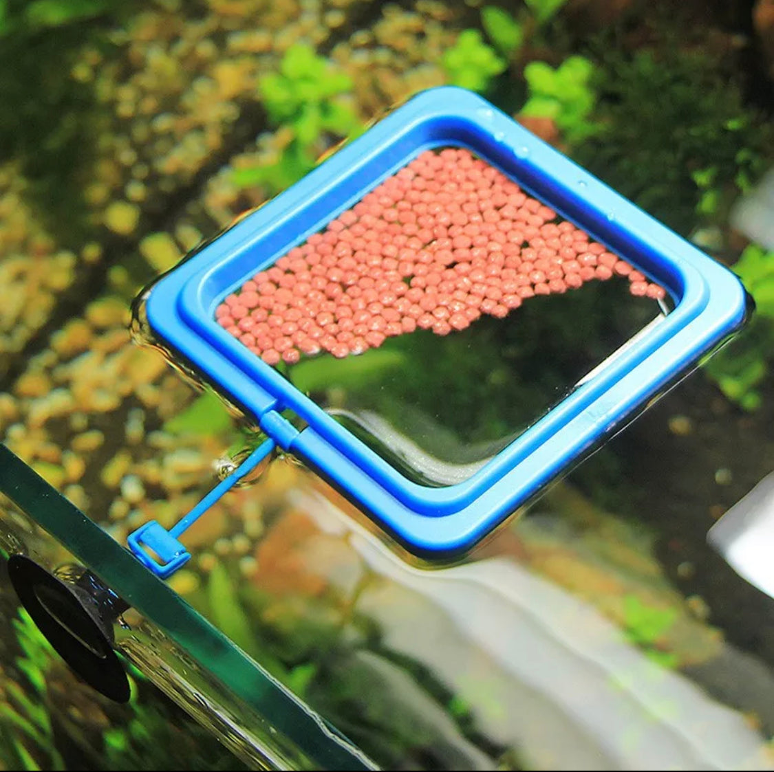 floating fish food ring 