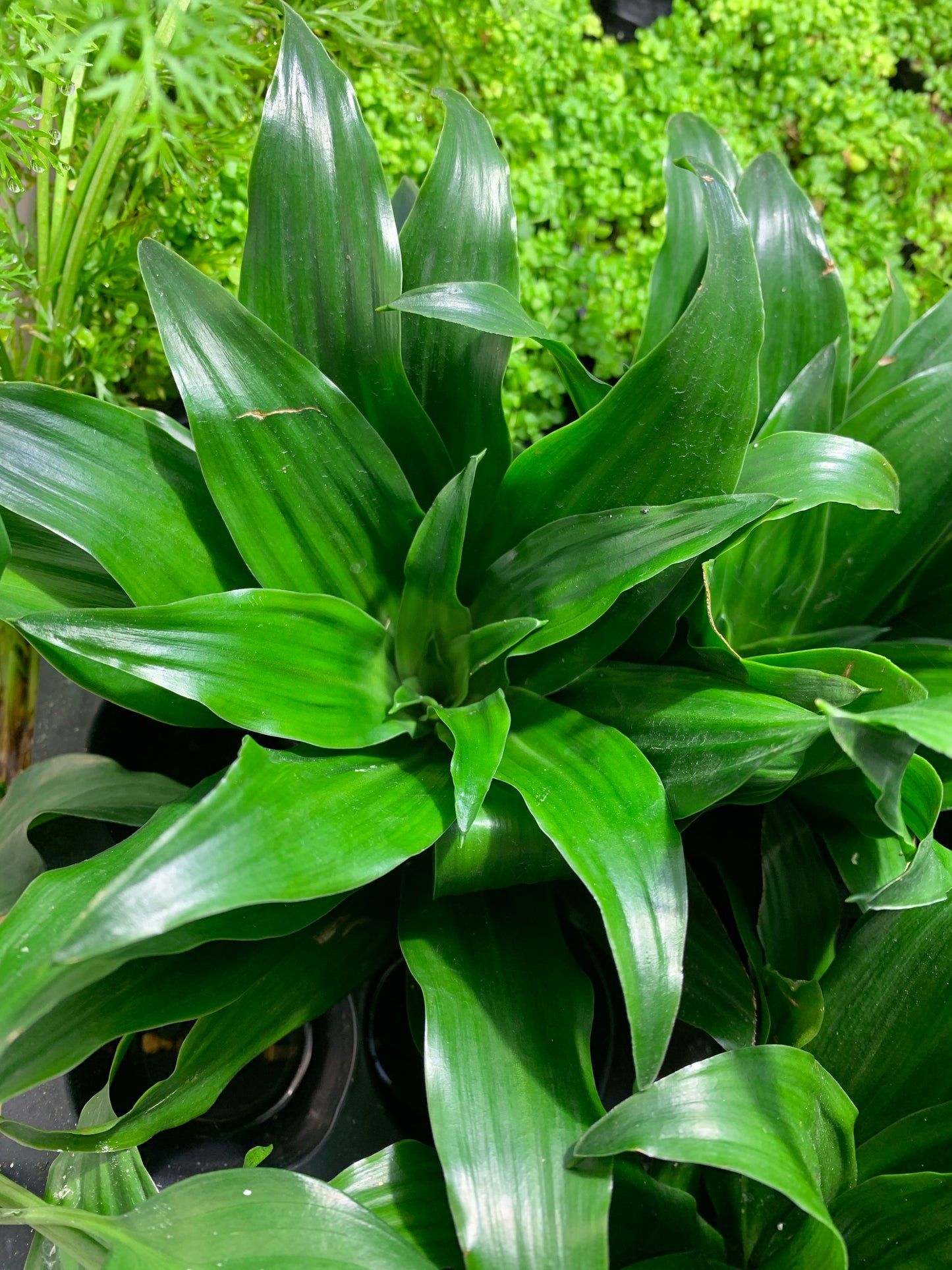 Dracaena Compacta Janet Craig 'Pineapple' Plant