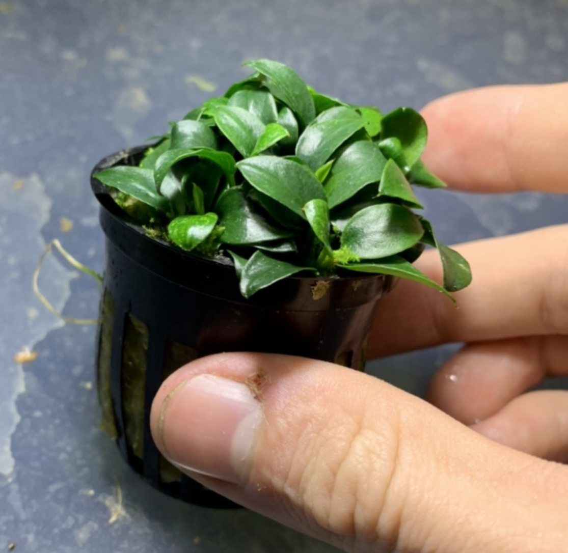 Anubias nana petite live aquarium plant