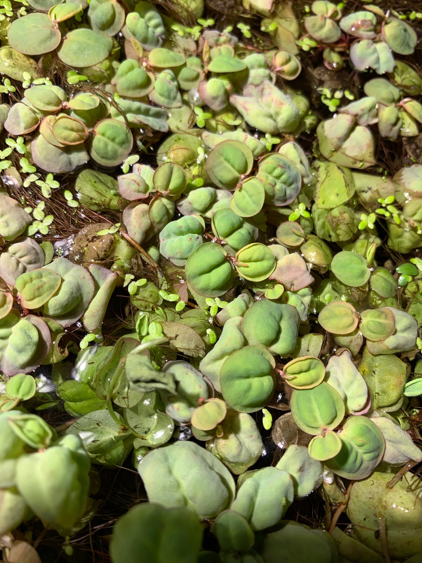 Red Root Floaters