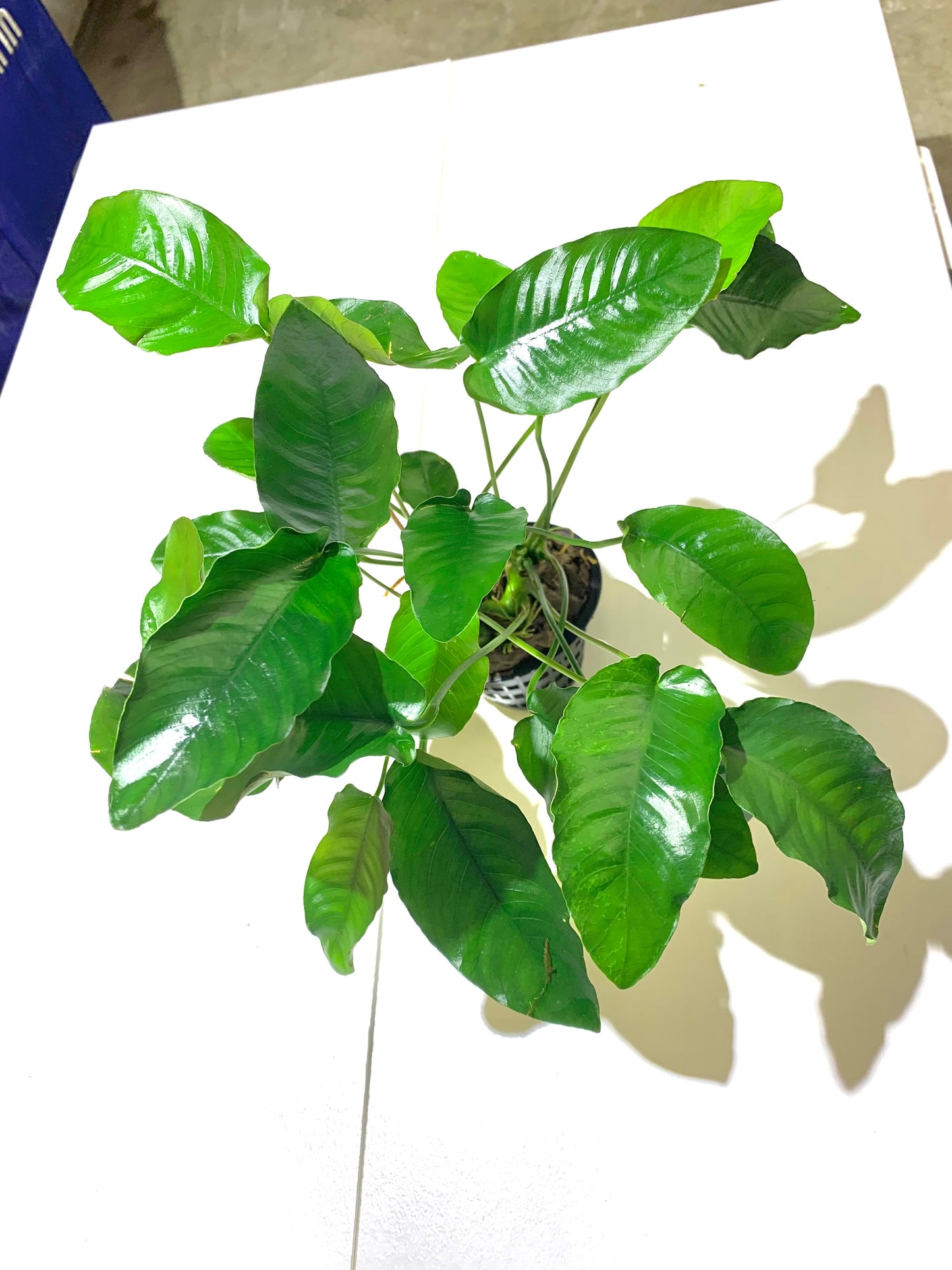 Anubias Barteri Mother Plant