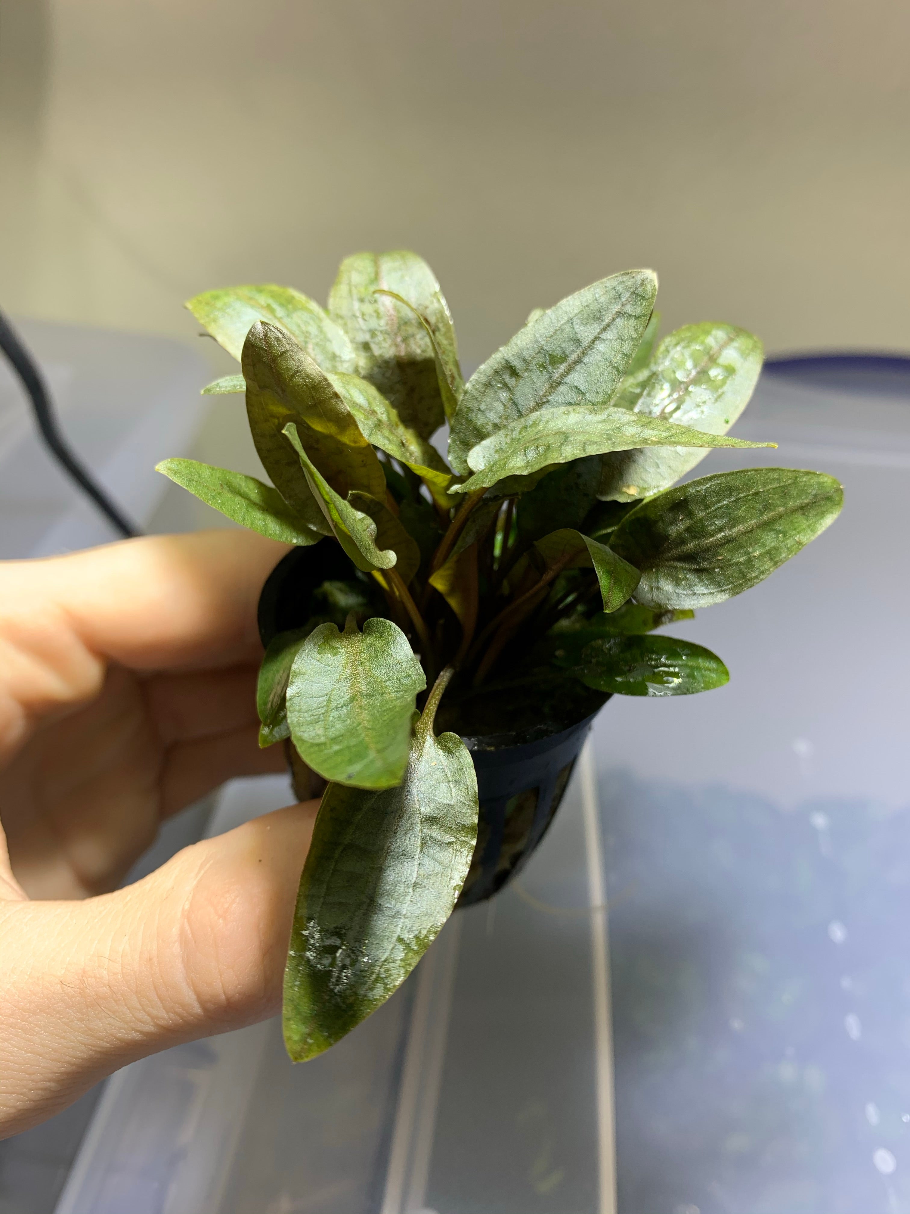 5 Cryptocoryne Wendtii 'Bronze' Potted Aquarium Plants – Easy Live Freshwater, Beginner Friendly, USA