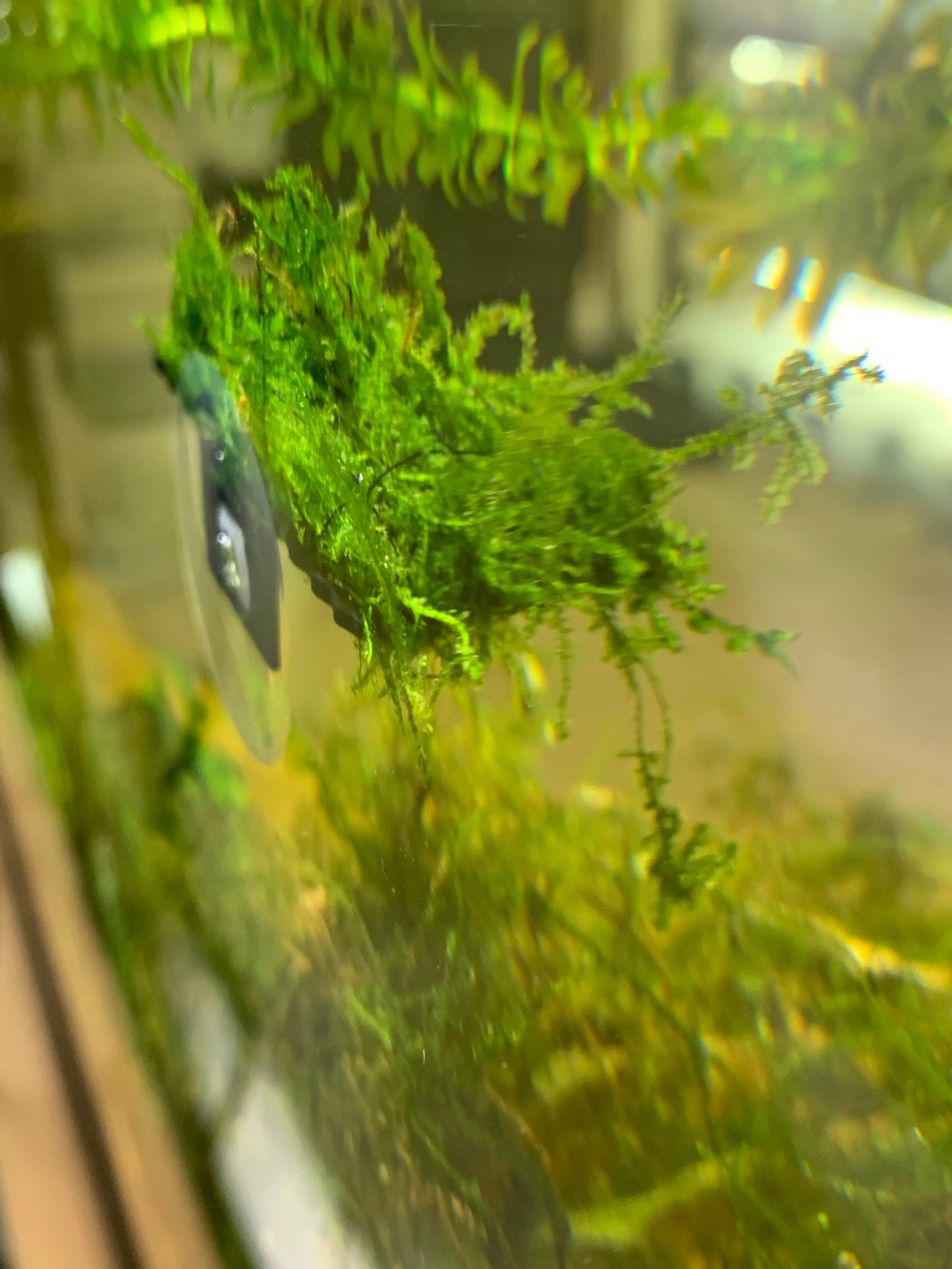 Moss ledge aquarium plant ledge suction cup plant ledge