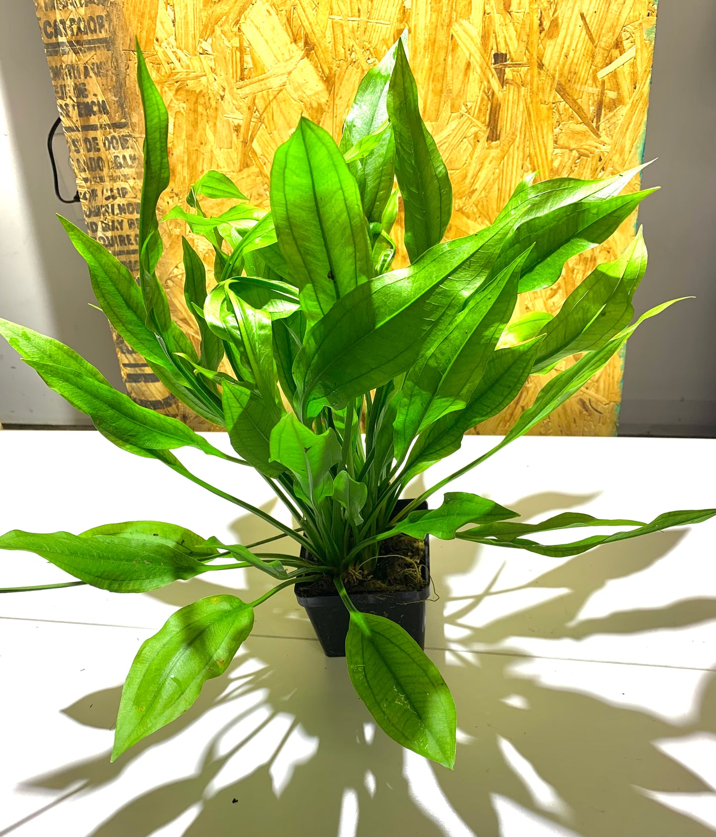 large live aquarium plant amazon sword