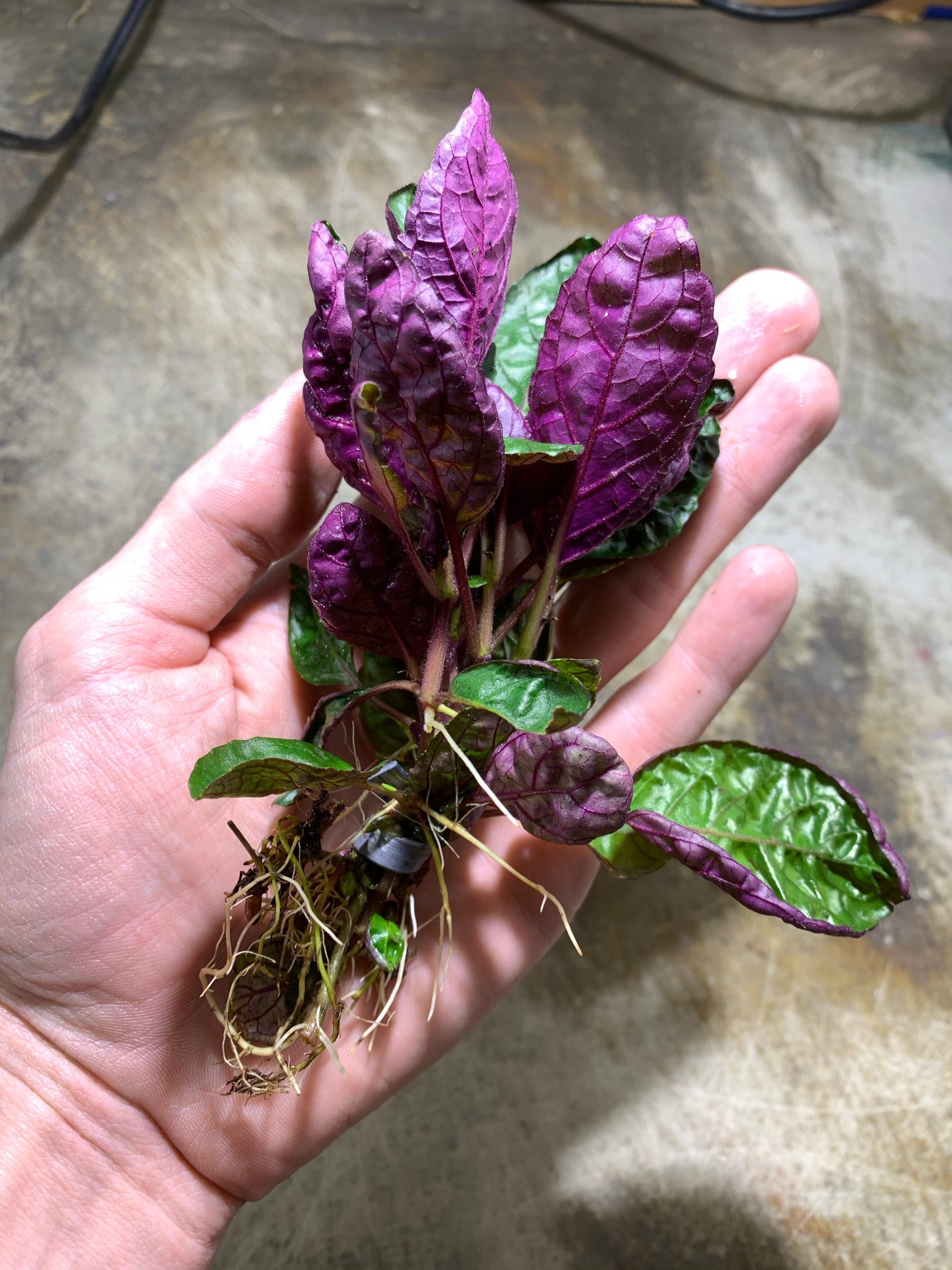 purple waffle plant air purifier Purple Waffle Hemigraphis Alternata