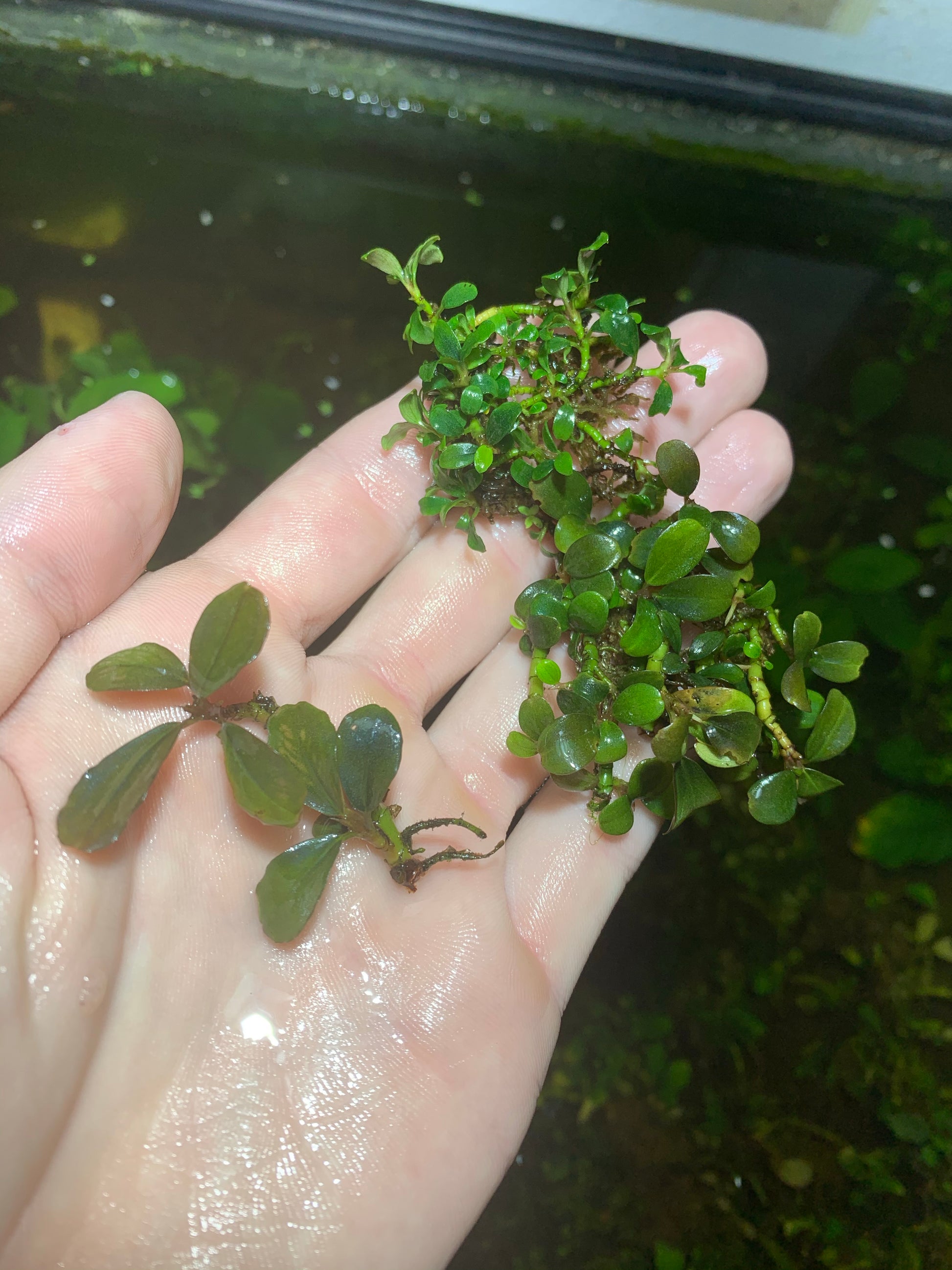 Bucephalandra live aquarium plant