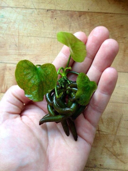 Banana Plant Nymphoides Aquatica