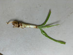Crinum Natans