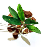 bucephalandra green broad leaf 