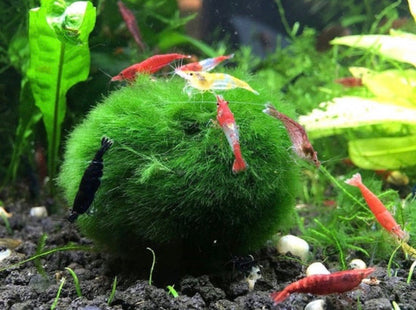 Marimo moss ball aquarium plant